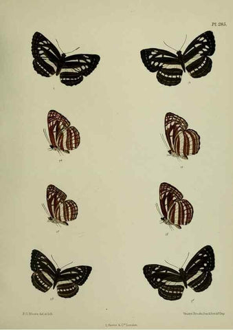 Reproducción/Reproduction 27248166258: Lepidoptera indica.. London,1890-1913.. 
