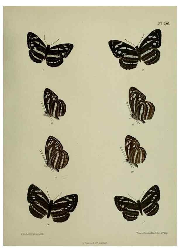 Reproducción/Reproduction 41077705632: Lepidoptera indica.. London,1890-1913.. 