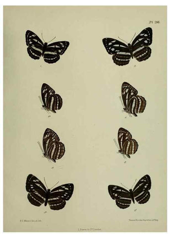Reproducción/Reproduction 41077705632: Lepidoptera indica.. London,1890-1913.. 