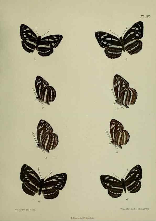 Reproducción/Reproduction 41077705632: Lepidoptera indica.. London,1890-1913.. 