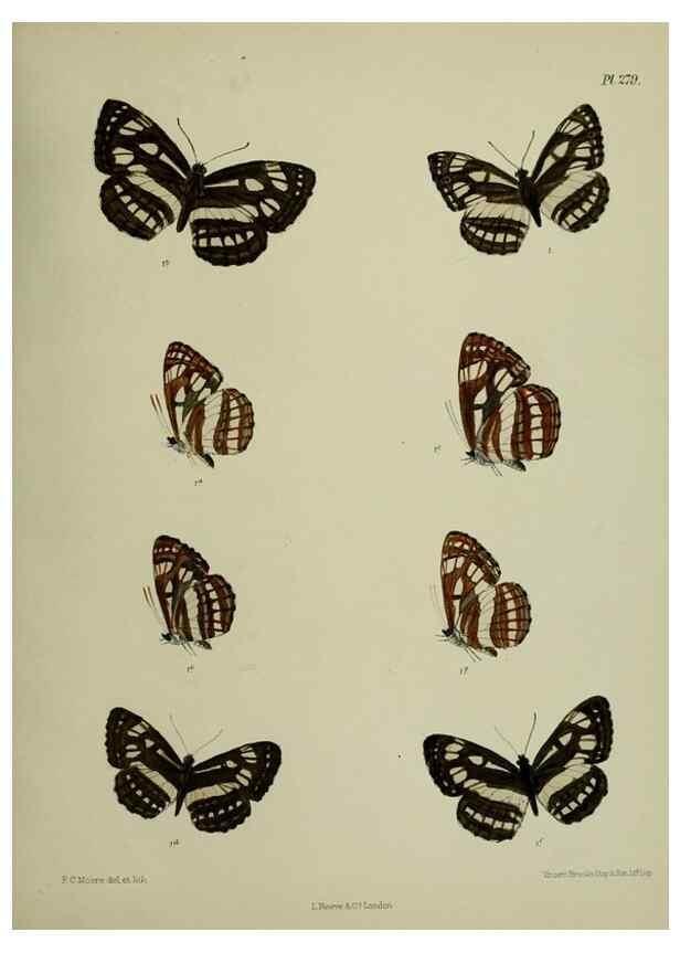 Reproducción/Reproduction 41077684542: Lepidoptera indica.. London,1890-1913.. 