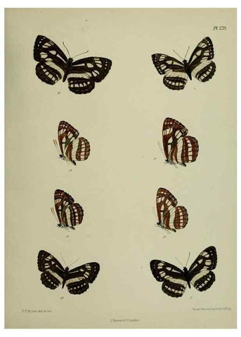 Reproducción/Reproduction 41077684542: Lepidoptera indica.. London,1890-1913.. 