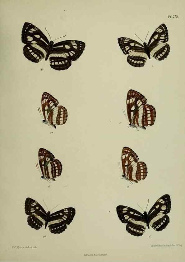 Reproducción/Reproduction 41077684542: Lepidoptera indica.. London,1890-1913.. 
