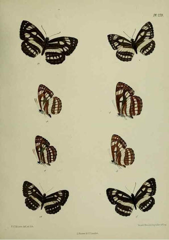 Reproducción/Reproduction 41077684542: Lepidoptera indica.. London,1890-1913.. 