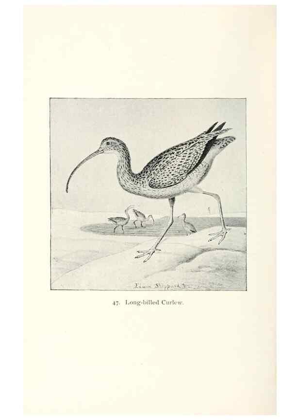 Reproducción/Reproduction 26479565147: North American shore birds;. New York :F.P. Harper,1895.. 