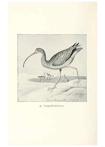 Reproducción/Reproduction 26479565147: North American shore birds;. New York :F.P. Harper,1895.. 