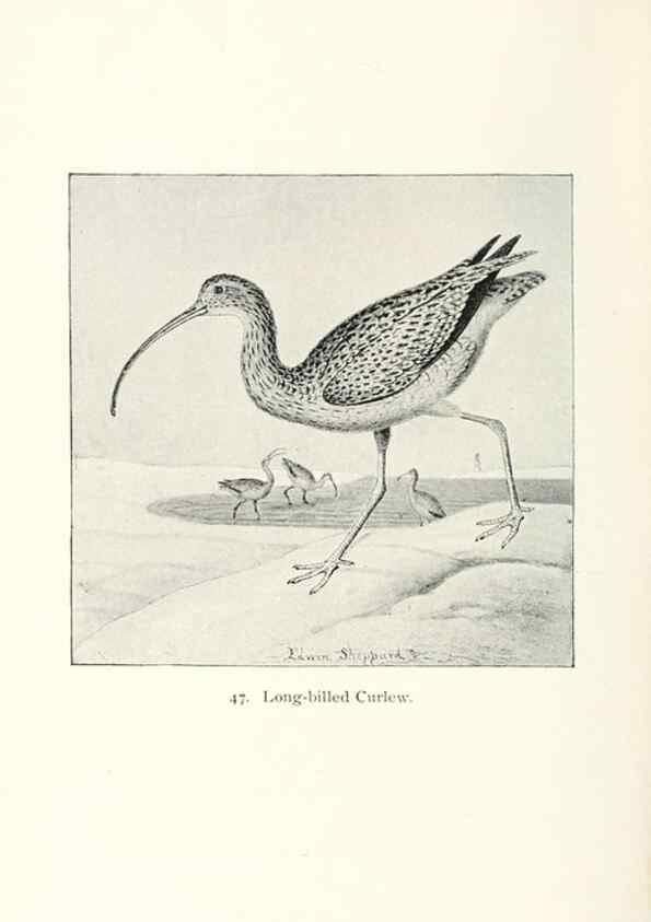 Reproducción/Reproduction 26479565147: North American shore birds;. New York :F.P. Harper,1895.. 