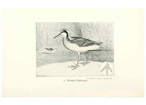 Reproducción/Reproduction 39541805160: North American shore birds;. New York :F.P. Harper,1895.. 