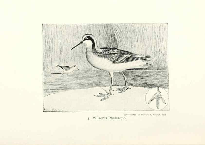 Reproducción/Reproduction 39541805160: North American shore birds;. New York :F.P. Harper,1895.. 