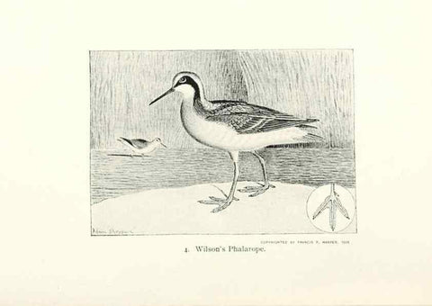 Reproducción/Reproduction 39541805160: North American shore birds;. New York :F.P. Harper,1895.. 