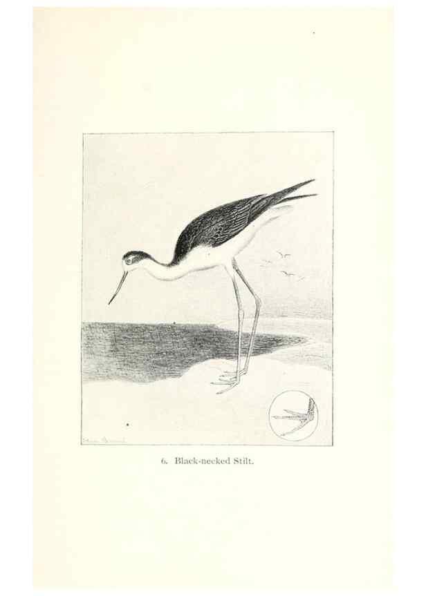 Reproducción/Reproduction 26479462257: North American shore birds;. New York :F.P. Harper,1895.. 