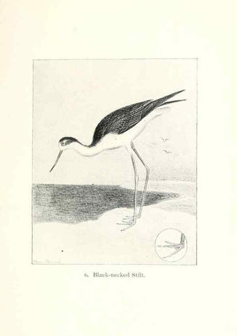 Reproducción/Reproduction 26479462257: North American shore birds;. New York :F.P. Harper,1895.. 
