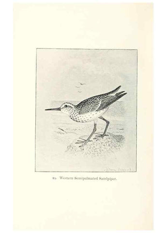 Reproducción/Reproduction 40455238835: North American shore birds;. New York :F.P. Harper,1895.. 