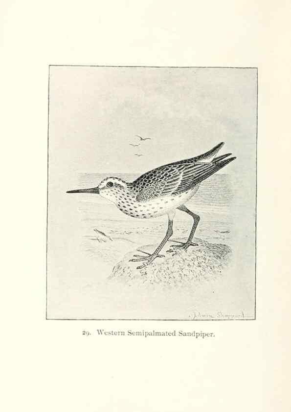 Reproducción/Reproduction 40455238835: North American shore birds;. New York :F.P. Harper,1895.. 