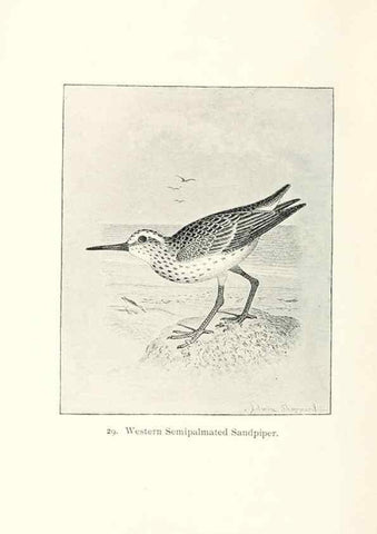 Reproducción/Reproduction 40455238835: North American shore birds;. New York :F.P. Harper,1895.. 