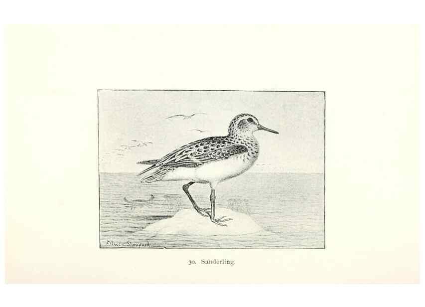 Reproducción/Reproduction 39541839320: North American shore birds;. New York :F.P. Harper,1895.. 
