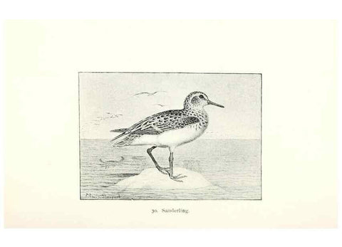 Reproducción/Reproduction 39541839320: North American shore birds;. New York :F.P. Harper,1895.. 