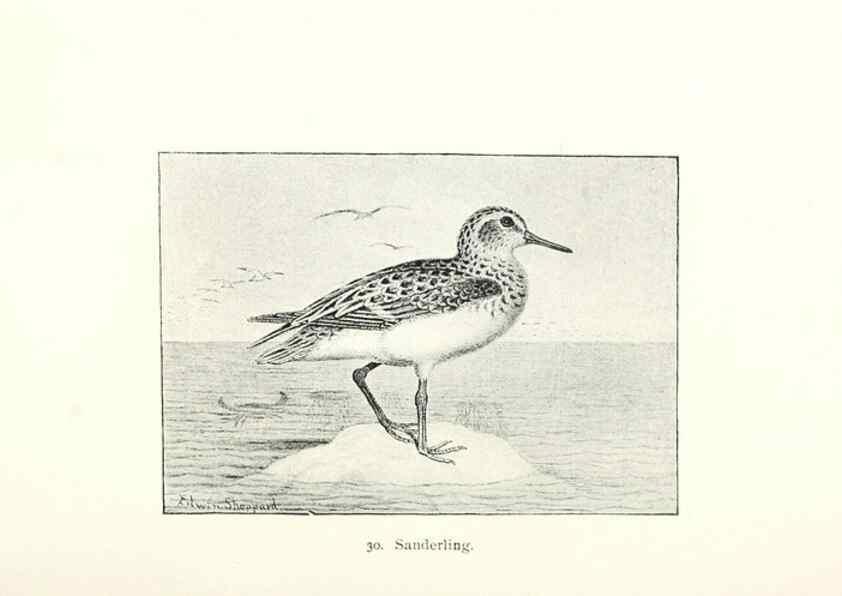 Reproducción/Reproduction 39541839320: North American shore birds;. New York :F.P. Harper,1895.. 