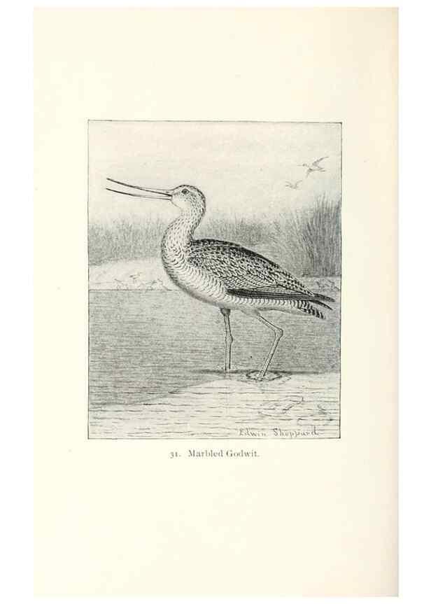 Reproducción/Reproduction 40637013604: North American shore birds;. New York :F.P. Harper,1895.. 