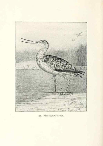 Reproducción/Reproduction 40637013604: North American shore birds;. New York :F.P. Harper,1895.. 