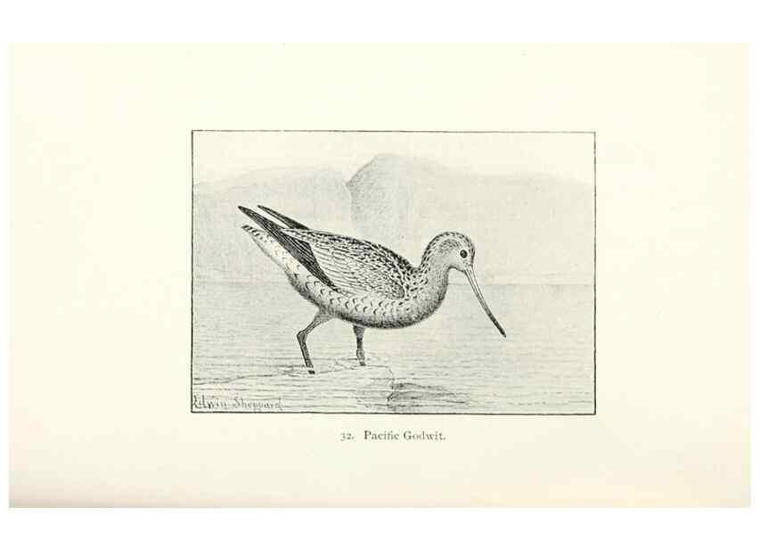 Reproducción/Reproduction 41350444641: North American shore birds;. New York :F.P. Harper,1895.. 
