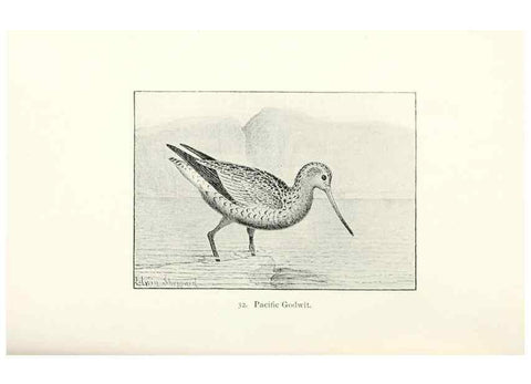 Reproducción/Reproduction 41350444641: North American shore birds;. New York :F.P. Harper,1895.. 