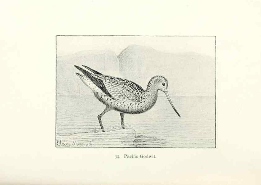 Reproducción/Reproduction 41350444641: North American shore birds;. New York :F.P. Harper,1895.. 