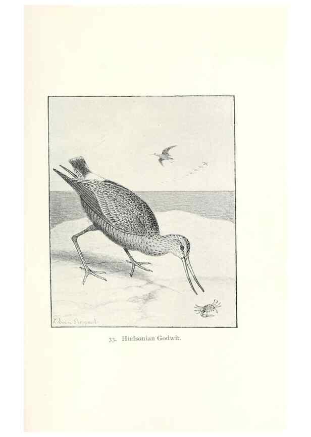 Reproducción/Reproduction 39541844090: North American shore birds;. New York :F.P. Harper,1895.. 