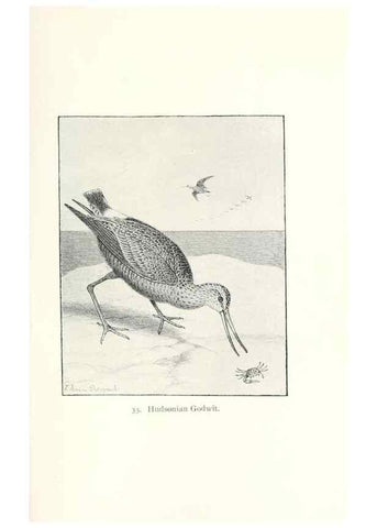 Reproducción/Reproduction 39541844090: North American shore birds;. New York :F.P. Harper,1895.. 