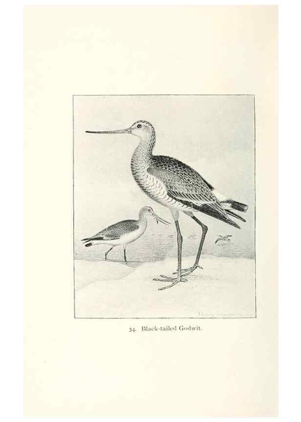 Reproducción/Reproduction 41350448641: North American shore birds;. New York :F.P. Harper,1895.. 
