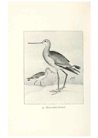 Reproducción/Reproduction 41350448641: North American shore birds;. New York :F.P. Harper,1895.. 