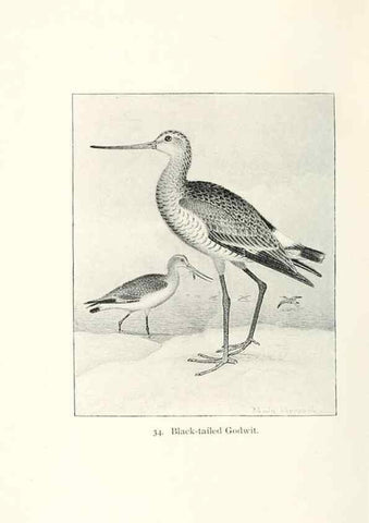 Reproducción/Reproduction 41350448641: North American shore birds;. New York :F.P. Harper,1895.. 