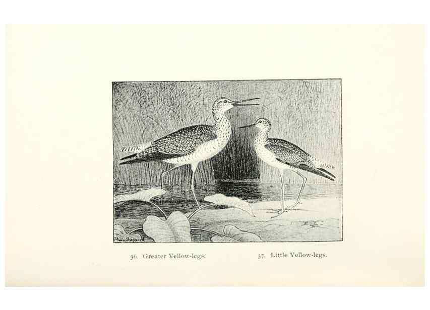 Reproducción/Reproduction 41350453541: North American shore birds;. New York :F.P. Harper,1895.. 