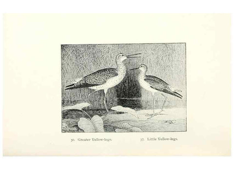 Reproducción/Reproduction 41350453541: North American shore birds;. New York :F.P. Harper,1895.. 