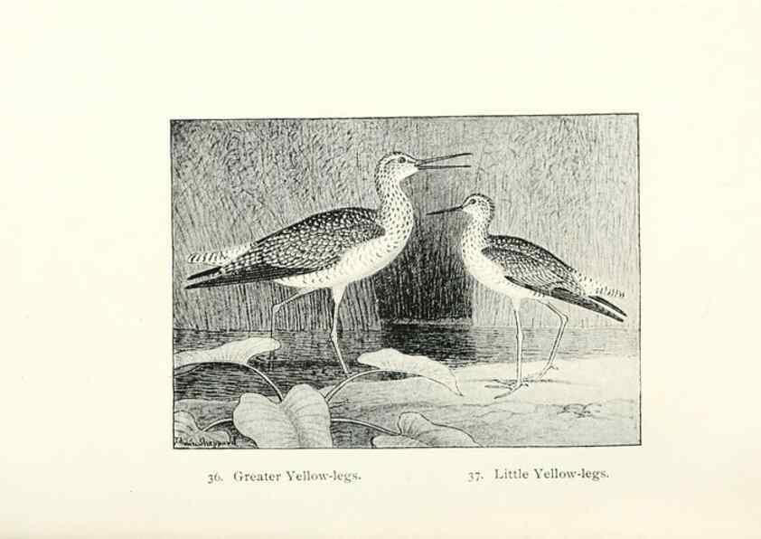 Reproducción/Reproduction 41350453541: North American shore birds;. New York :F.P. Harper,1895.. 