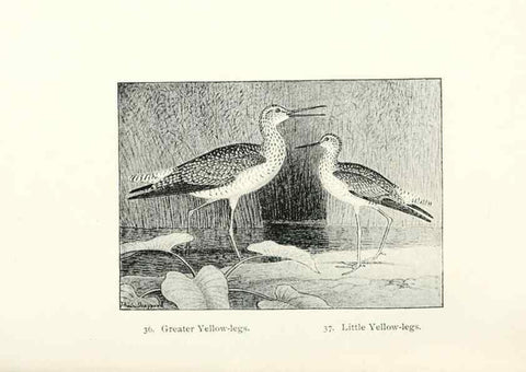 Reproducción/Reproduction 41350453541: North American shore birds;. New York :F.P. Harper,1895.. 