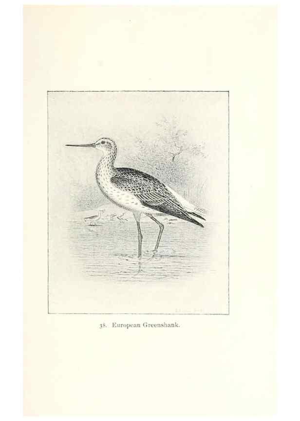 Reproducción/Reproduction 26479538427: North American shore birds;. New York :F.P. Harper,1895.. 