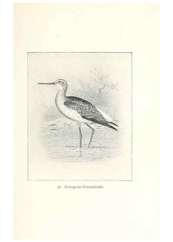 Reproducción/Reproduction 26479538427: North American shore birds;. New York :F.P. Harper,1895.. 
