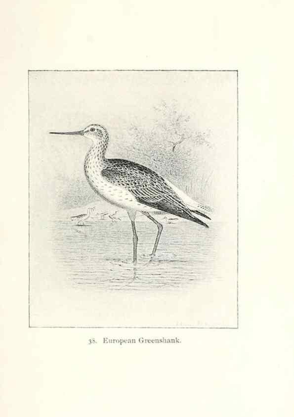Reproducción/Reproduction 26479538427: North American shore birds;. New York :F.P. Harper,1895.. 
