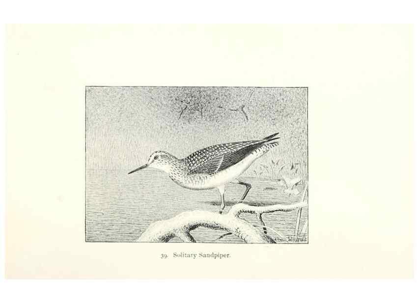 Reproducción/Reproduction 27479169158: North American shore birds;. New York :F.P. Harper,1895.. 
