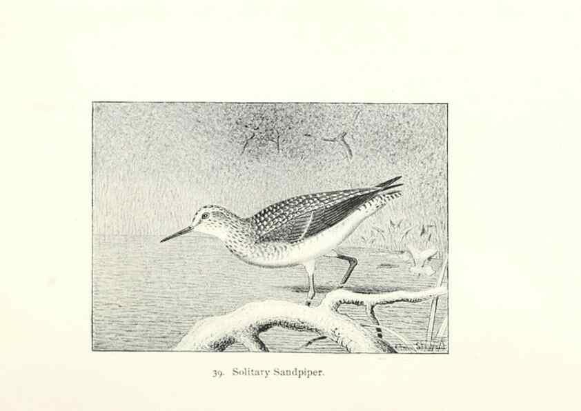 Reproducción/Reproduction 27479169158: North American shore birds;. New York :F.P. Harper,1895.. 