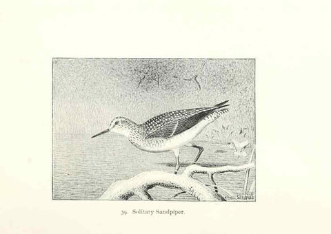 Reproducción/Reproduction 27479169158: North American shore birds;. New York :F.P. Harper,1895.. 