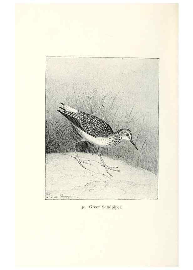 Reproducción/Reproduction 26479542607: North American shore birds;. New York :F.P. Harper,1895.. 