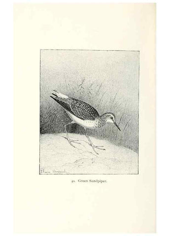 Reproducción/Reproduction 26479542607: North American shore birds;. New York :F.P. Harper,1895.. 