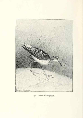 Reproducción/Reproduction 26479542607: North American shore birds;. New York :F.P. Harper,1895.. 