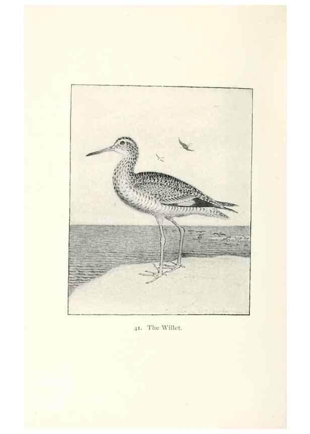 Reproducción/Reproduction 41307786222: North American shore birds;. New York :F.P. Harper,1895.. 
