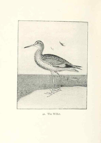 Reproducción/Reproduction 41307786222: North American shore birds;. New York :F.P. Harper,1895.. 