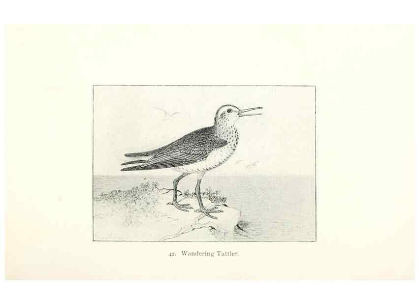 Reproducción/Reproduction 41350463171: North American shore birds;. New York :F.P. Harper,1895.. 