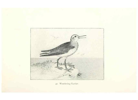 Reproducción/Reproduction 41350463171: North American shore birds;. New York :F.P. Harper,1895.. 