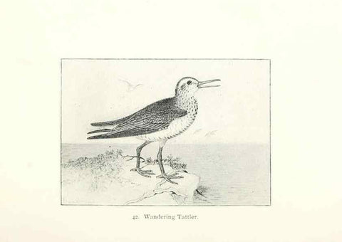 Reproducción/Reproduction 41350463171: North American shore birds;. New York :F.P. Harper,1895.. 